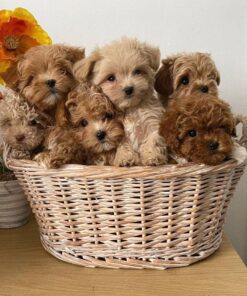 Maltipoo