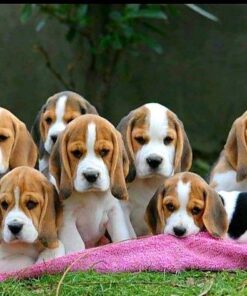 Beagle