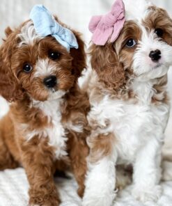 Cavapoo